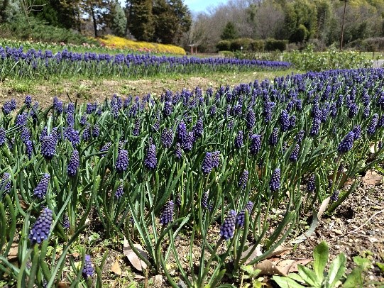 ムスカリの写真