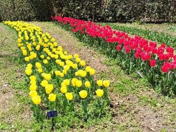 チューリップの写真1