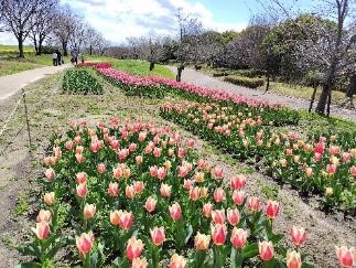 チューリップの写真2