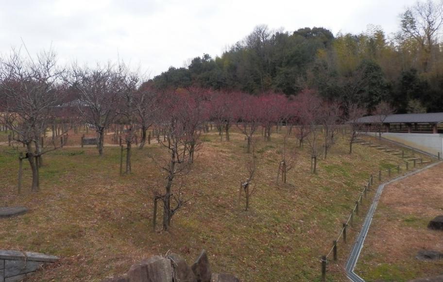 梅林の写真4