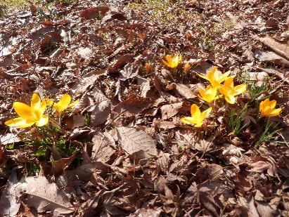 クロッカスの写真