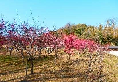 梅林の写真1