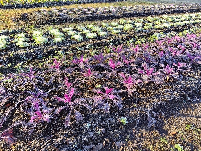 ハボタンの写真