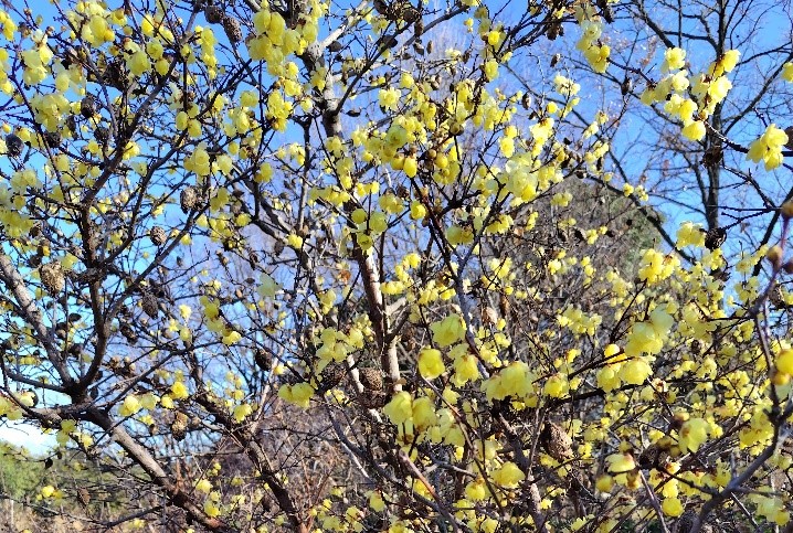 ロウバイの写真