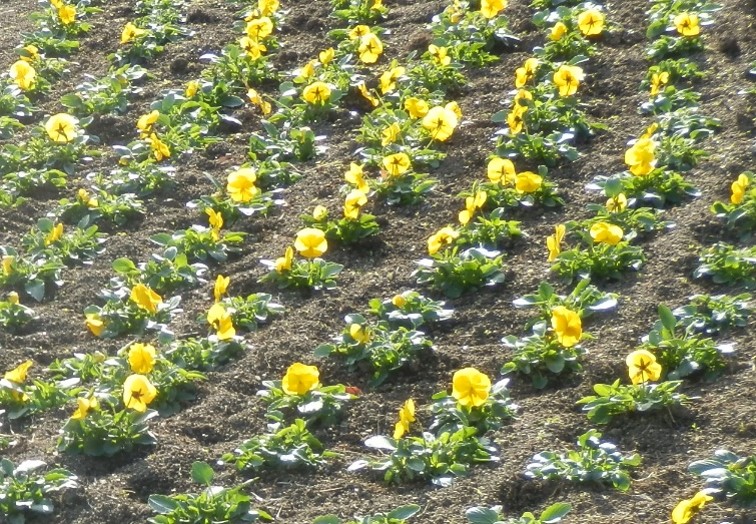 パンジーの写真