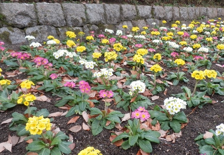 プリムラの写真