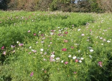 コスモスの写真5