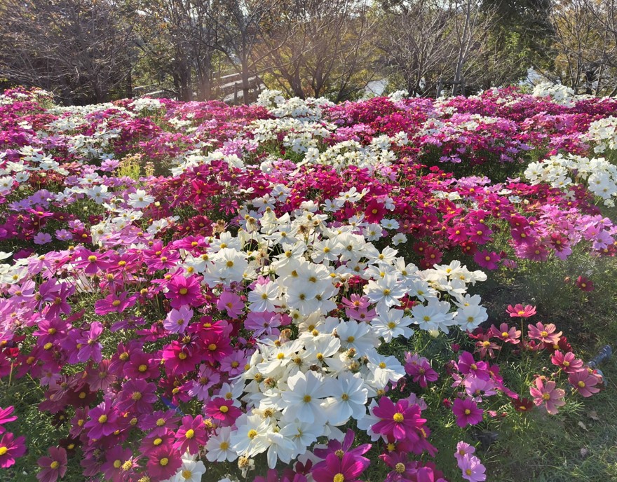 コスモスの写真1