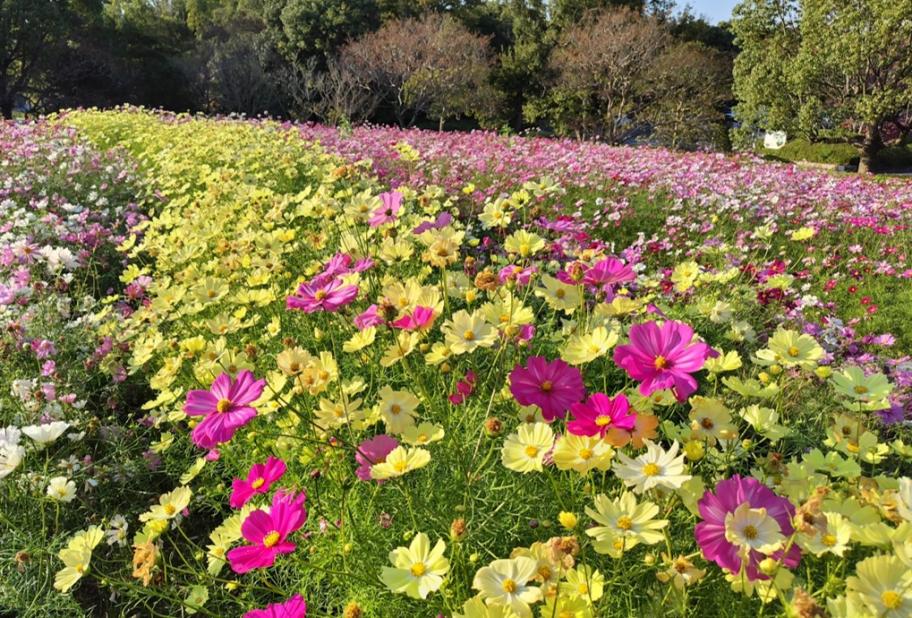 コスモスの写真2