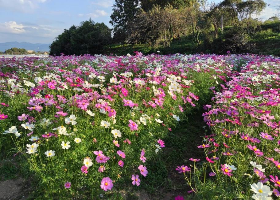 コスモスの写真3