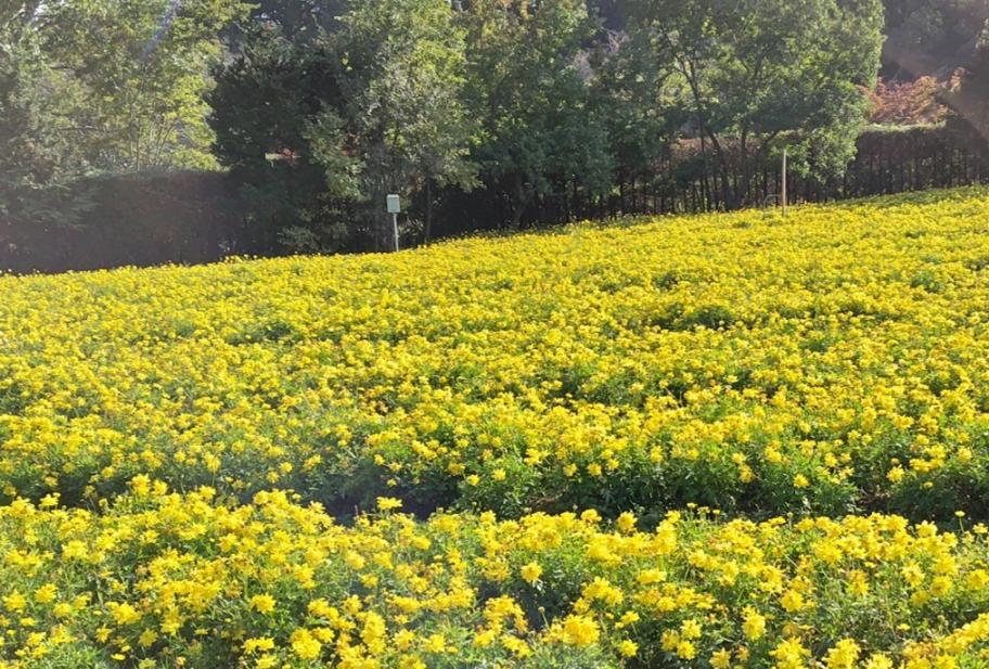 コスモスの写真4