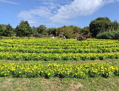 キバナコスモスの写真