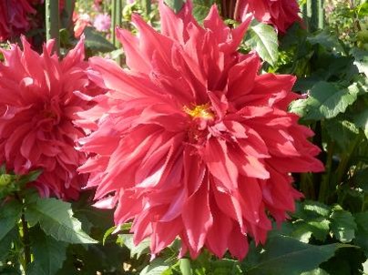 レッドマンモスの写真