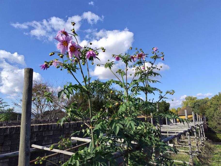 皇帝ダリアの写真