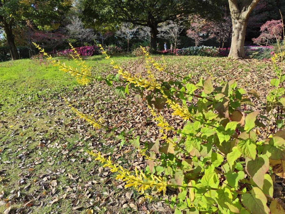 イエローマジェスティーの写真