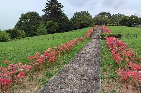 ヒガンバナの写真