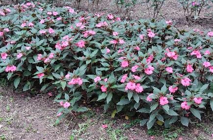 ニューギニアインパチェンスの写真