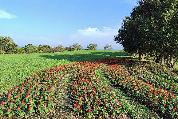 サルビア・スプレンデンスの写真