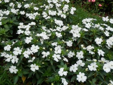 ニューギニアインパチェンスの写真