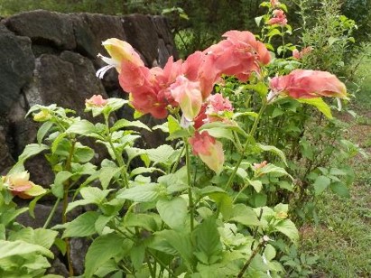 コエビソウの写真