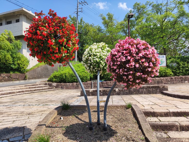 ベゴニア・センパフローレンスの写真