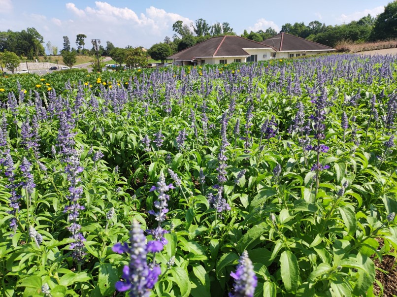 サルビア・ファリナセアの写真