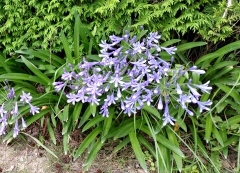 アガパンサスの写真