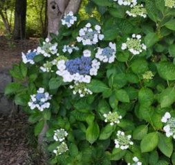 アジサイの写真2