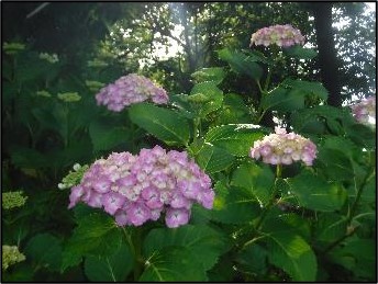 アジサイの写真3