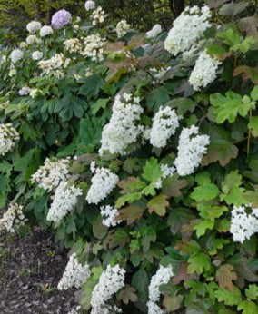 アジサイの写真1