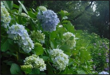 アジサイの写真4