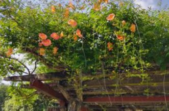 ノウゼンカズラの写真