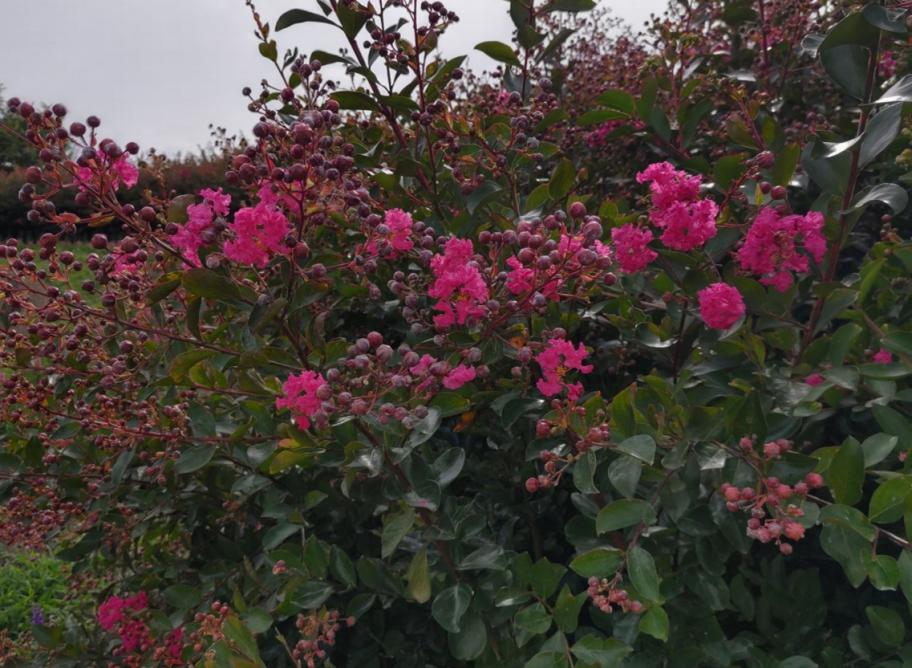 サルスベリの写真