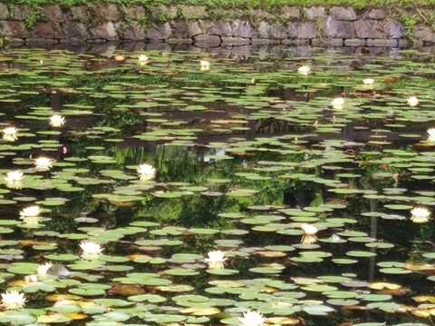 スイレンの写真