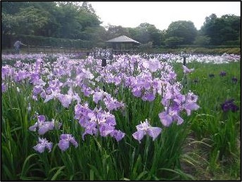 ハナショウブの写真1