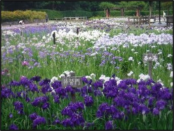 ハナショウブの写真2