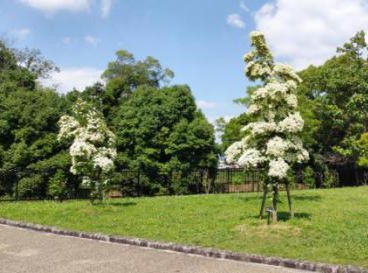 ヤマボウシの写真