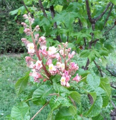 ベニバナトチノキの花