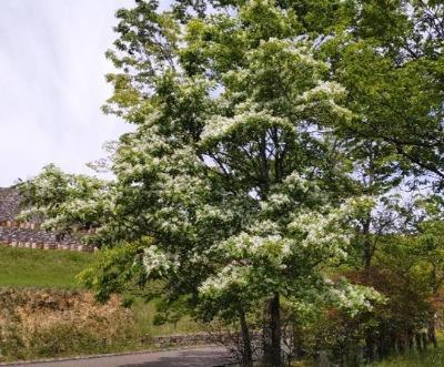 ヒトツバゴの花
