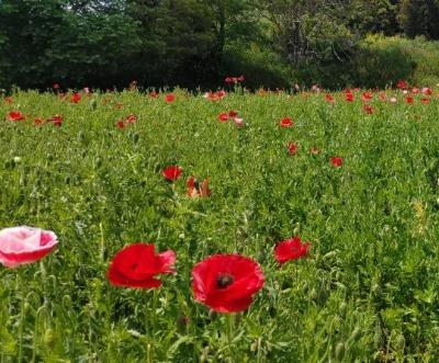 シャーレポピーの写真