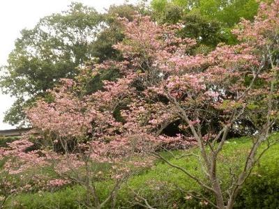 ハナミズキの写真