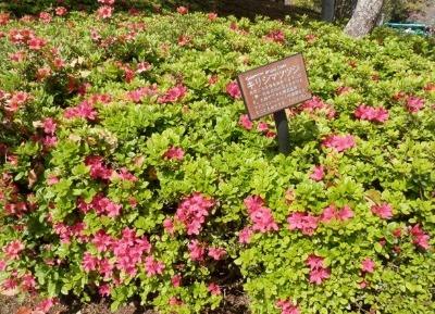 キリシマツツジの写真