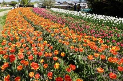 チューリップの写真