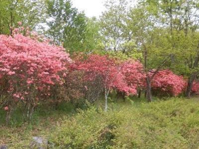 ヤマツツジの写真