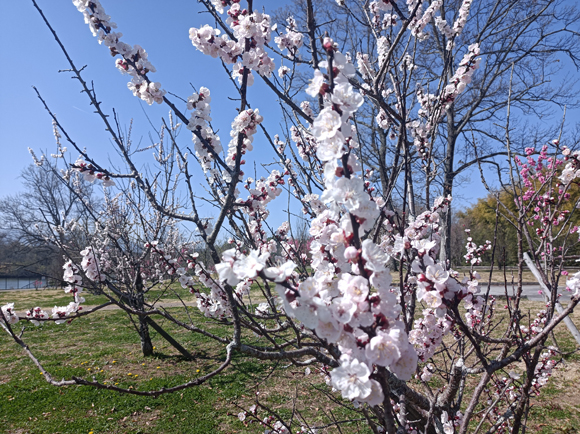 ハナモモの丘のアンズの花