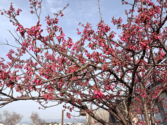 カリヨンの丘のカンヒザクラ