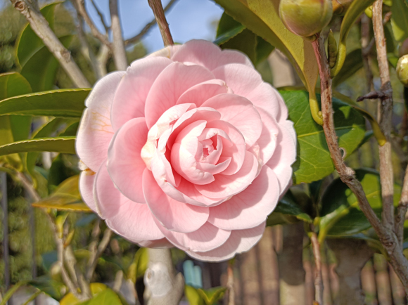 カリヨンの丘のツバキ