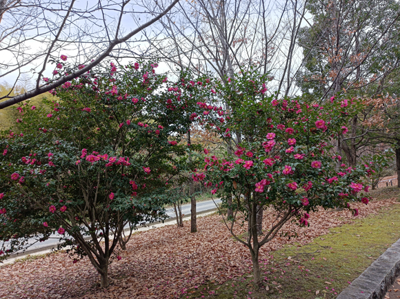 サザンカの写真