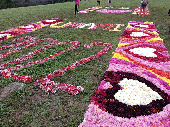 ダリア花じゅうたん