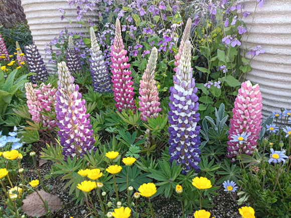 ルピナスの写真